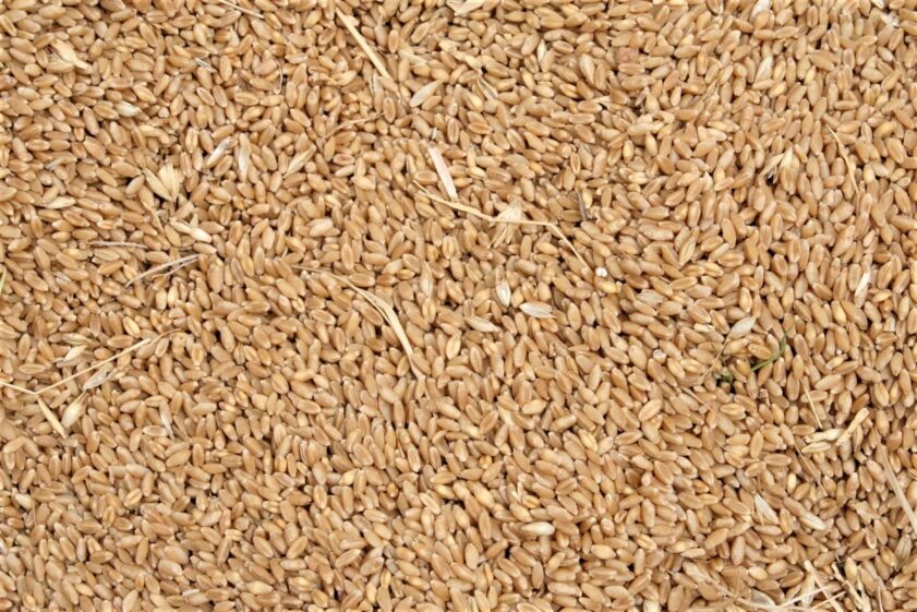 how to grow wheat