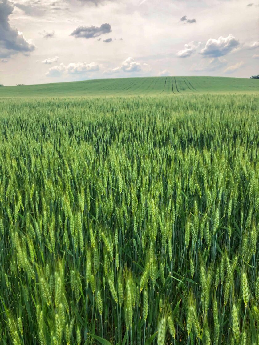 growing wheat field