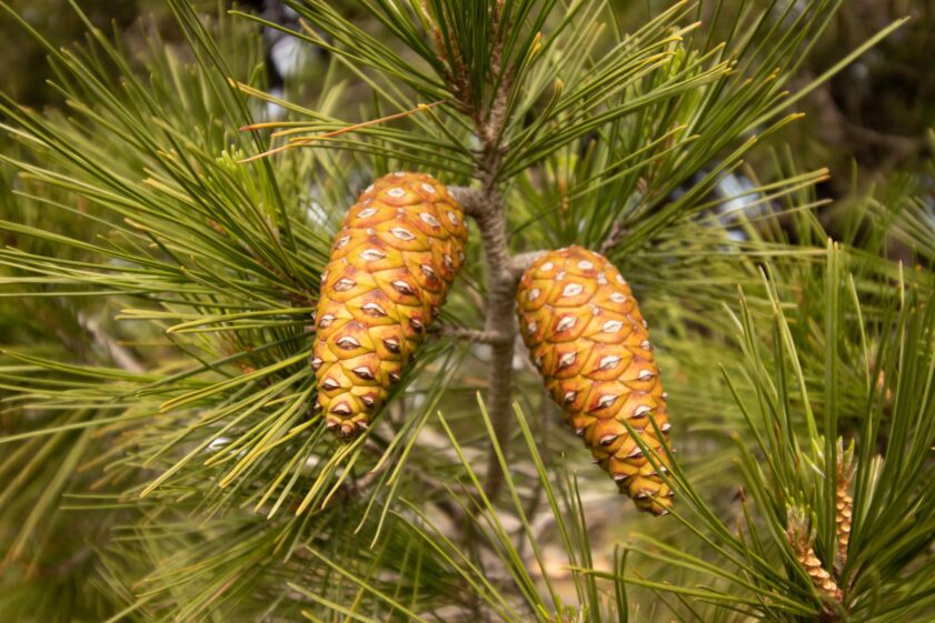 Female cones at the top of the branches