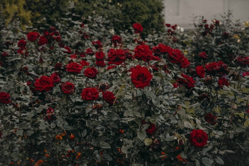 Bush red roses