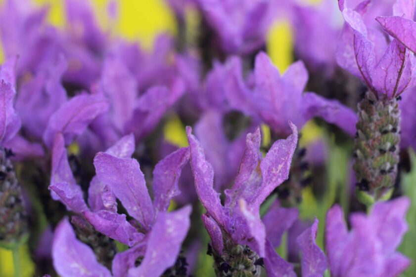 Spanish lavender