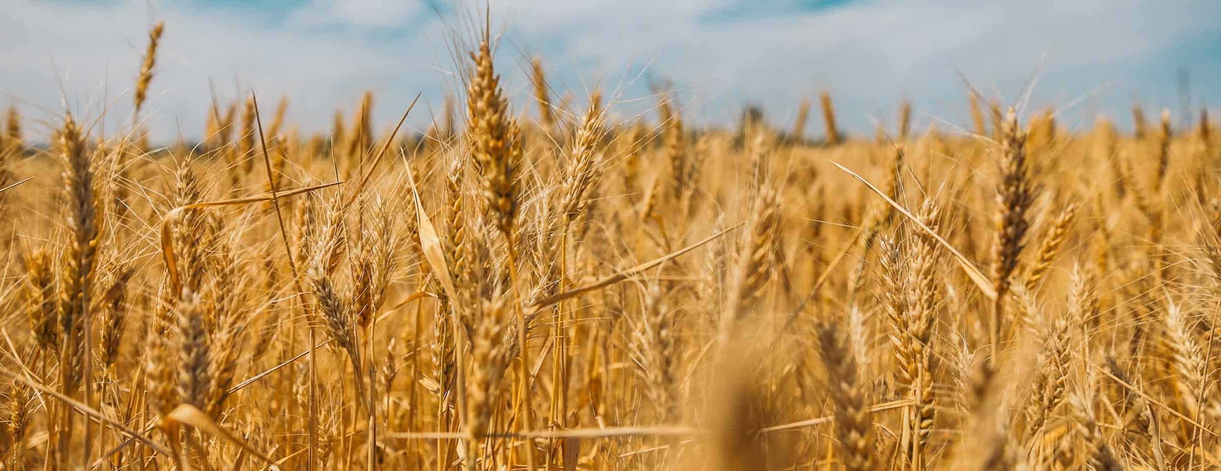 Grains category background