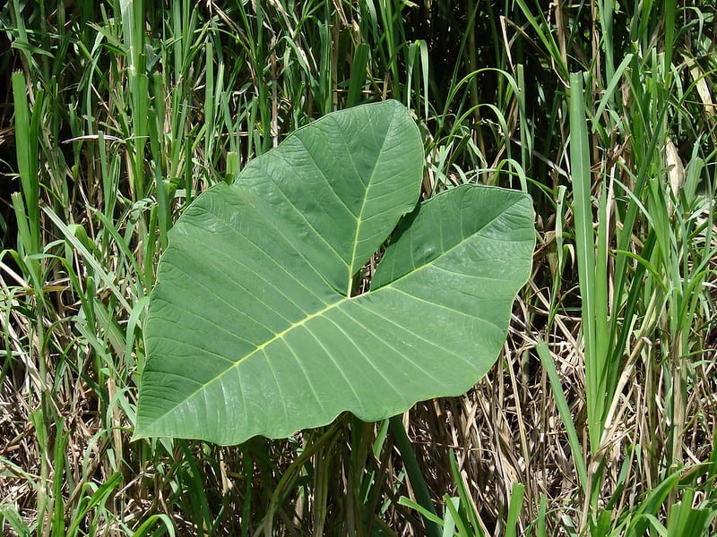 Xanthasoma leaf, elephant ear