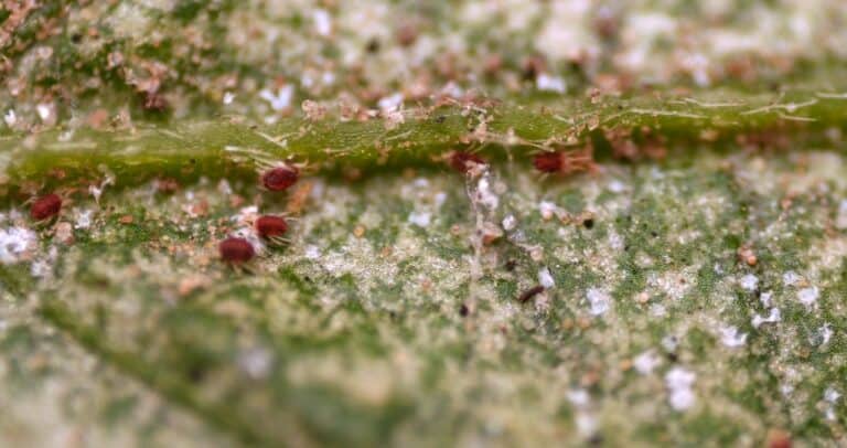 Spider mites on a pepino leaf