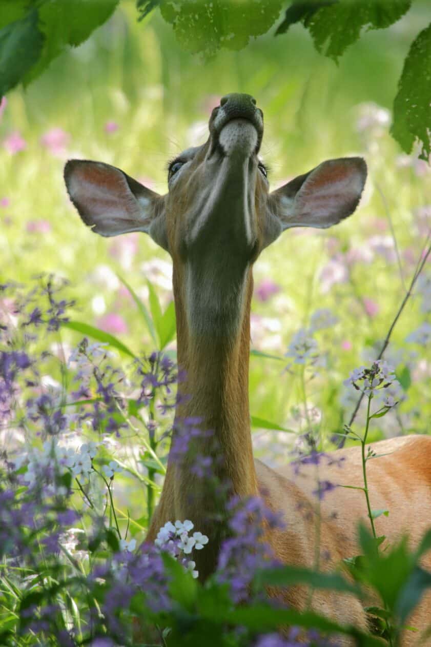Deer in a park