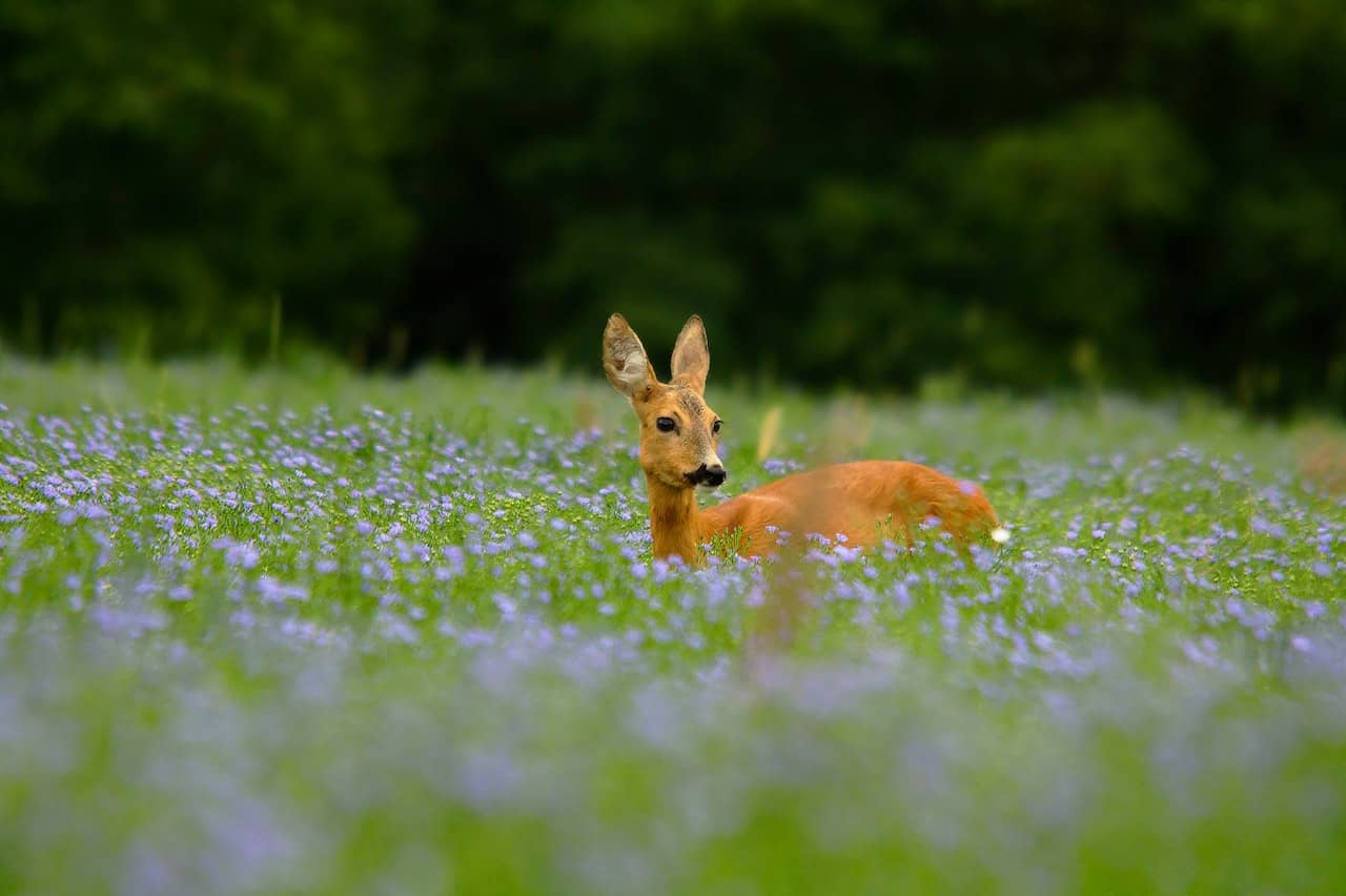Deer on a flower field