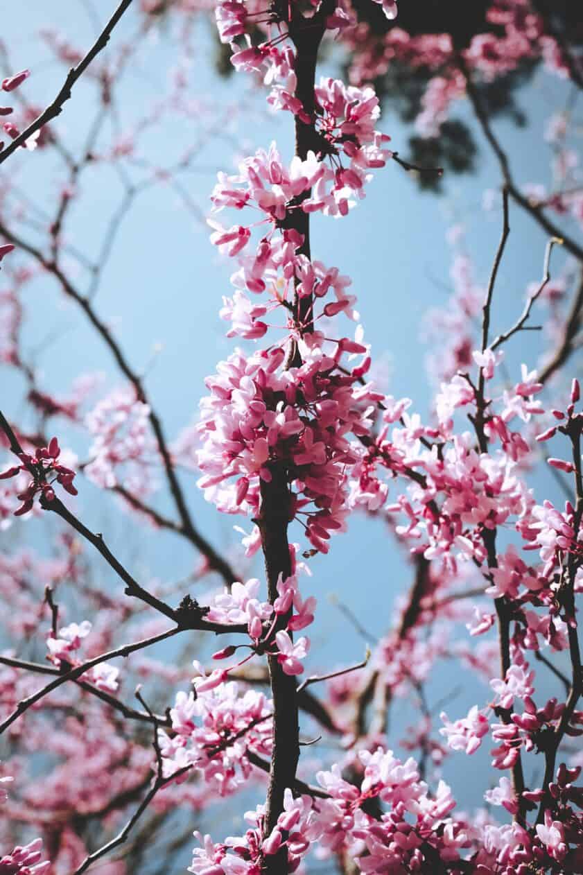 Eastern Redbud tree blooming in the spring