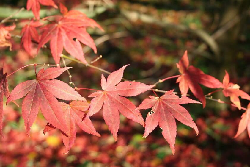 Fireglow Japanese Maple leaves