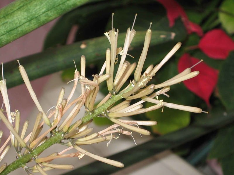 Dracaena angolensis flower 