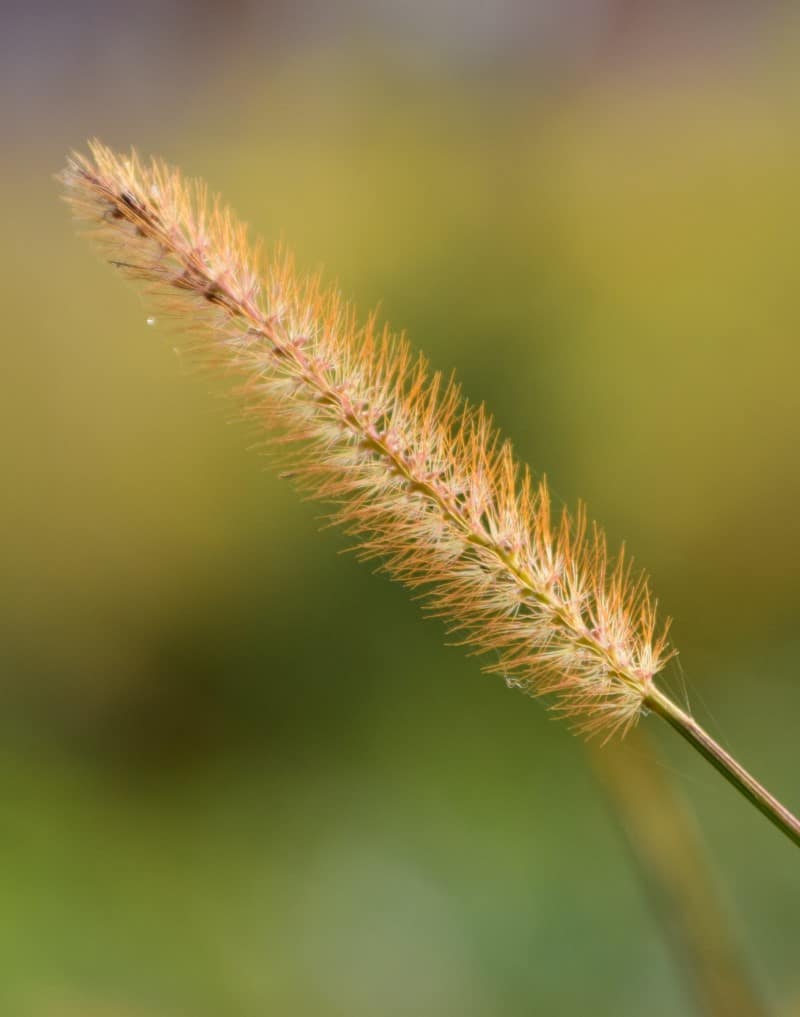 Foxtail grass seed head