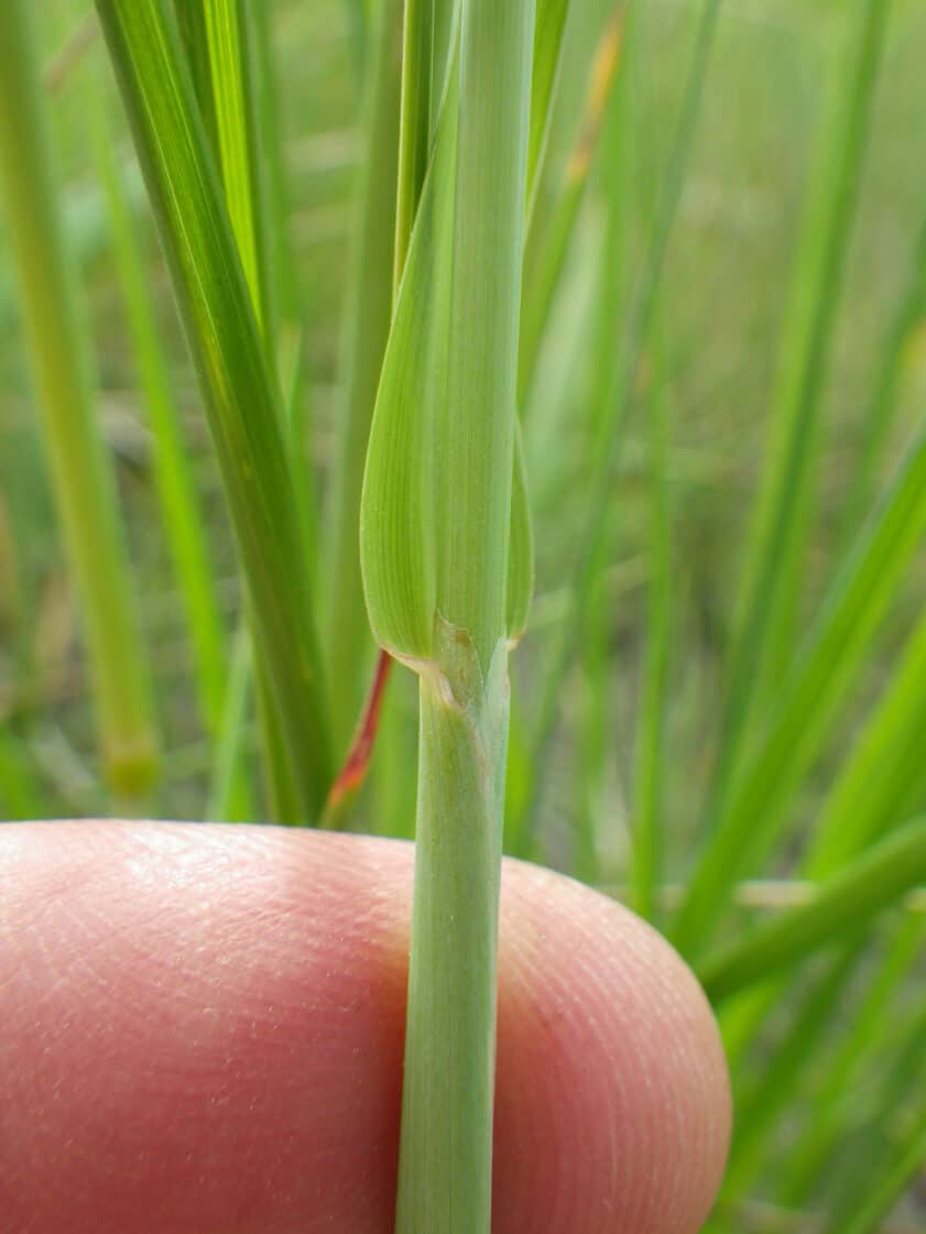 Foxtail grass stem