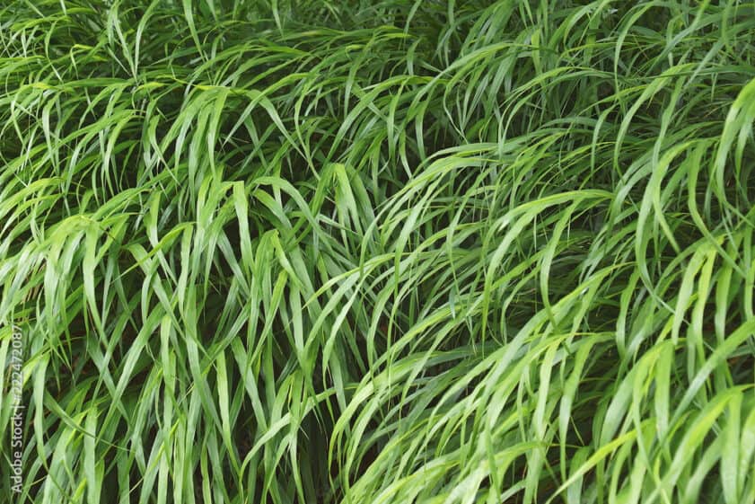 Green japanese forest grass