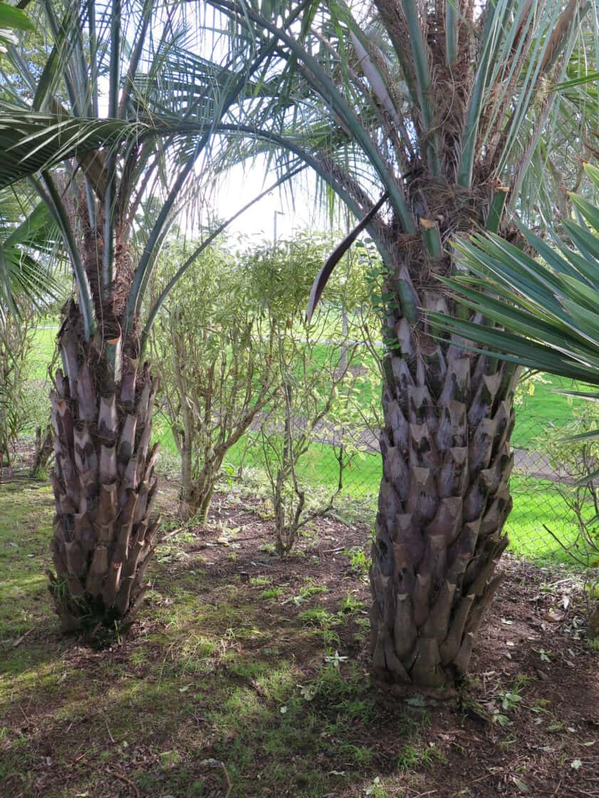 Young pindo palms