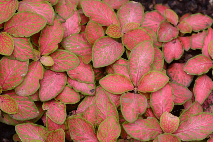rare pink waffle plant