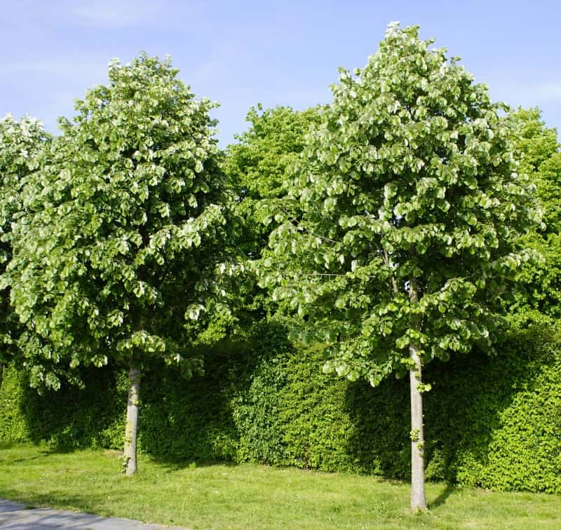Silver Linden trees