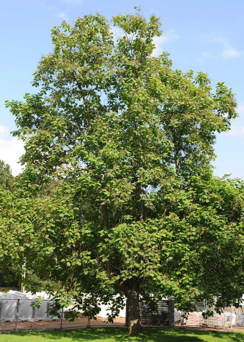 Southern Catalpa tree