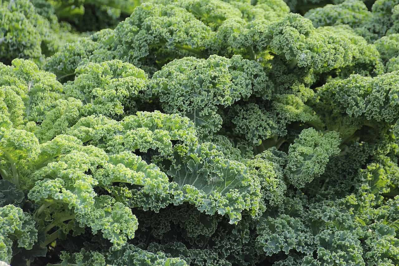 What are the best companion plants for Kale