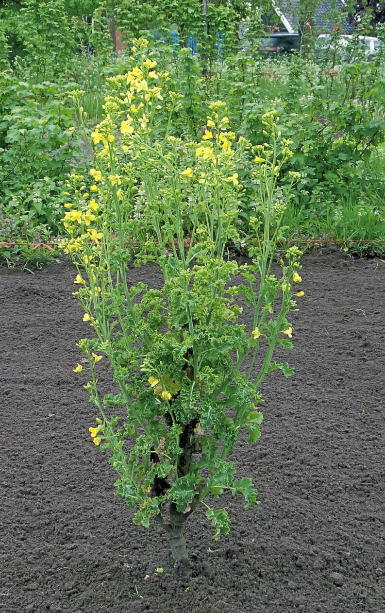 Brassica oleracea var. laciniata