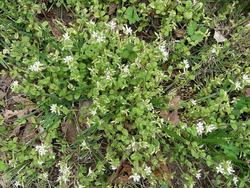 Mouse-Ear Chickweed