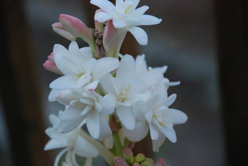 azucena flower blooms