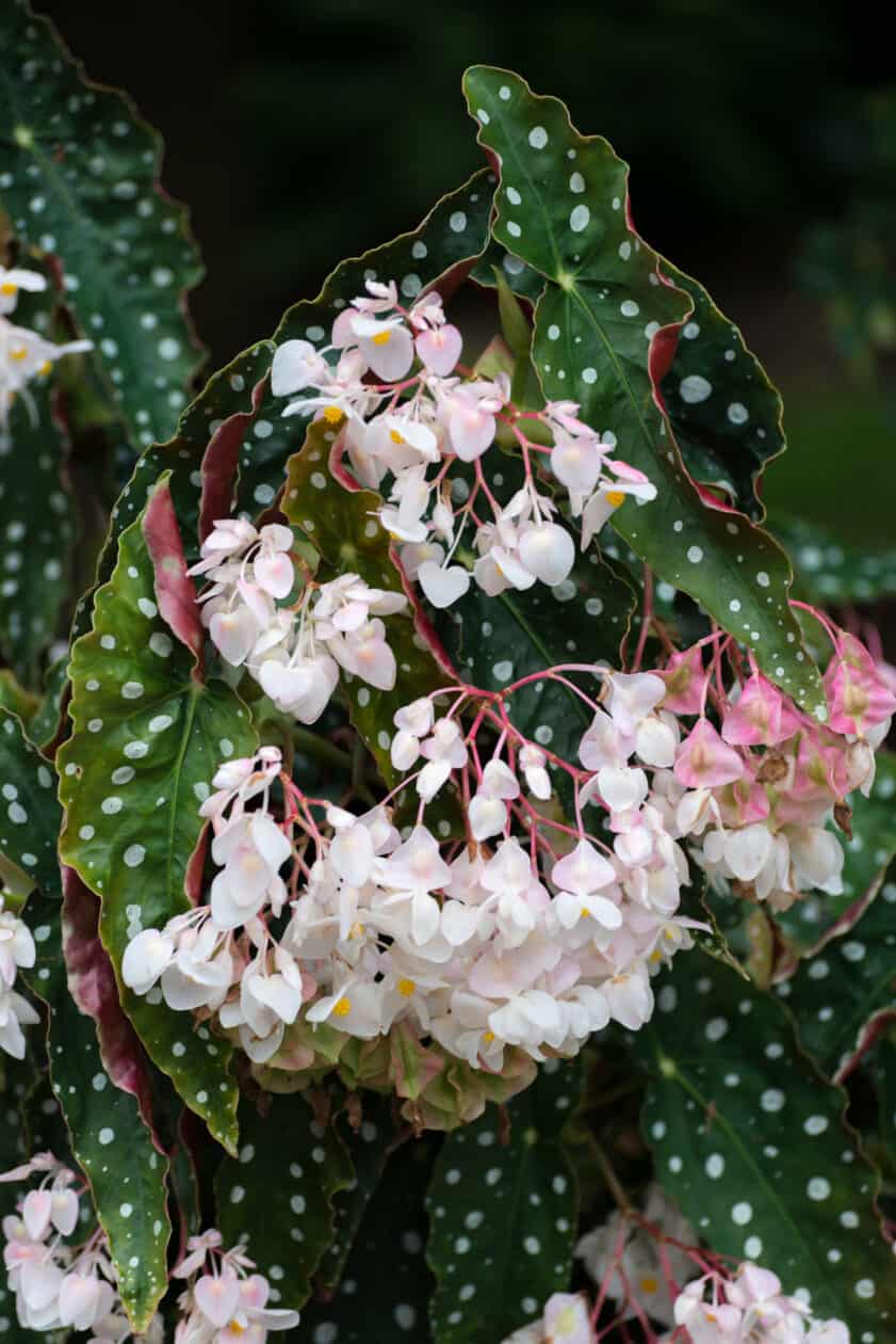 Begonia Maculata Wightii 