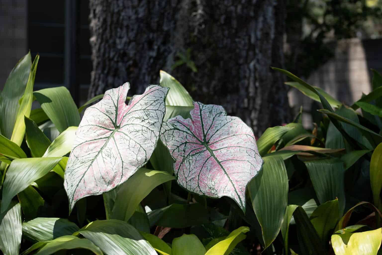 How To Grow And Care For Caladium Easy Way To Garden