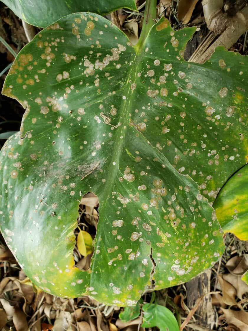 Algal leaf caused by Cephaleuros sp.
