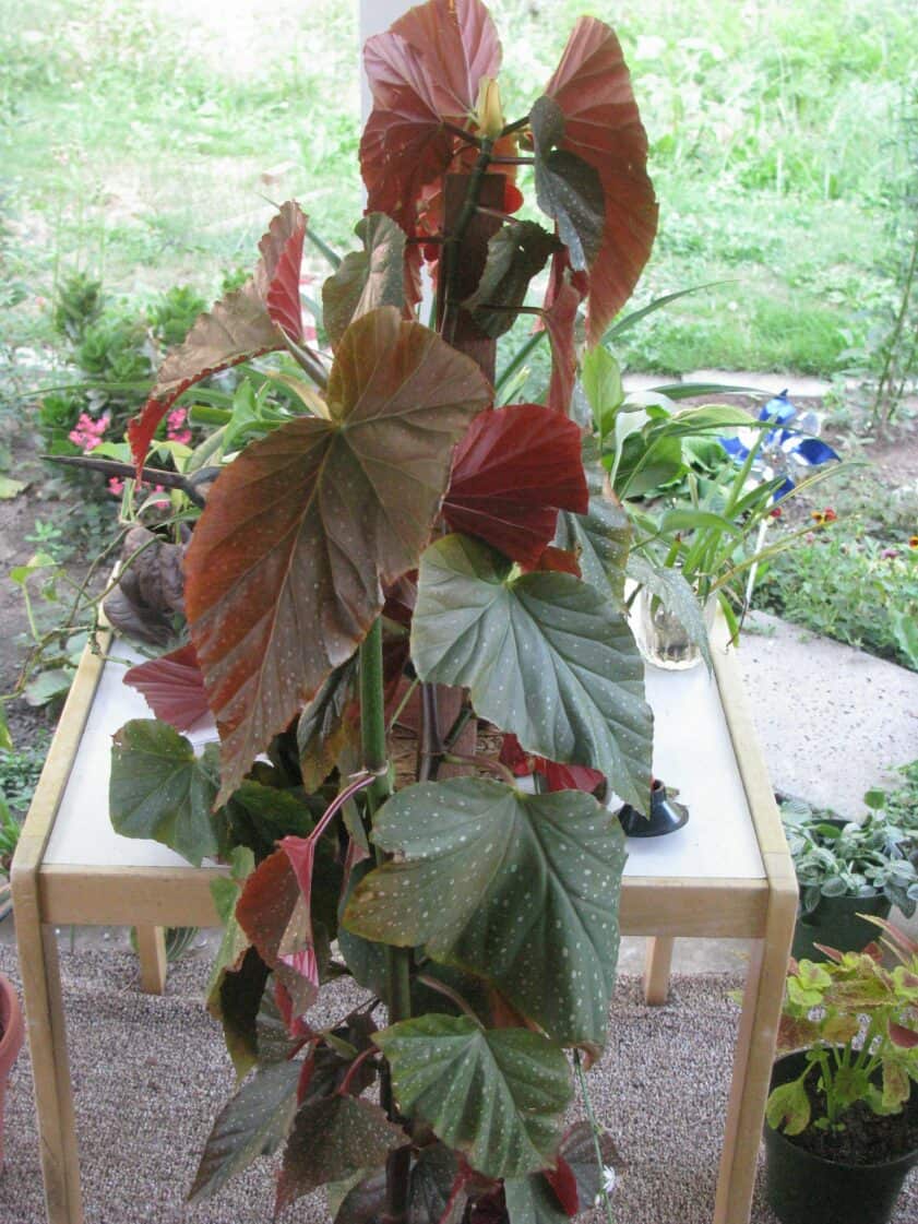 Dragon wing begonia with big leaves