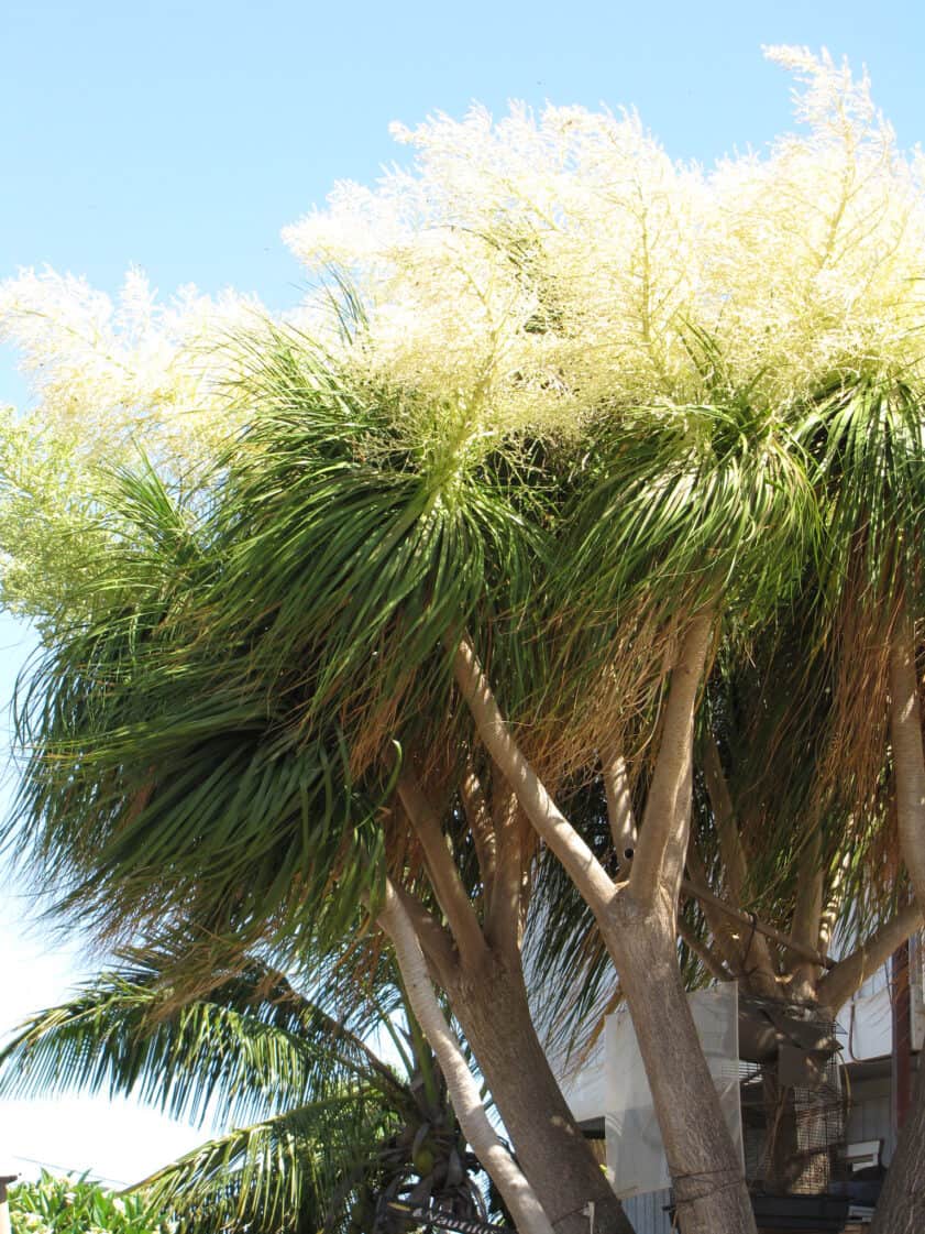flowers of ponytail palm