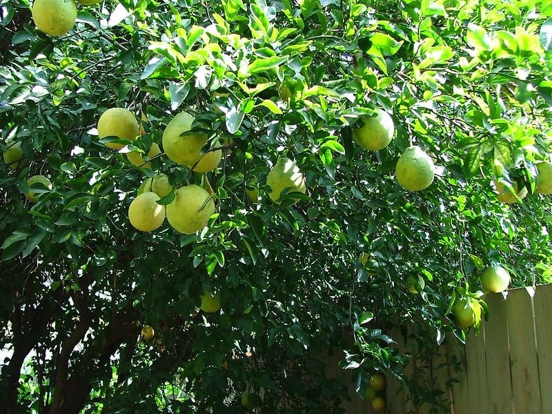 grapefruit trees 