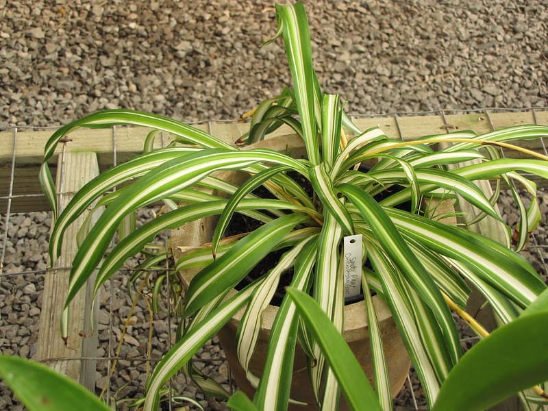 Hawaiian spider plant