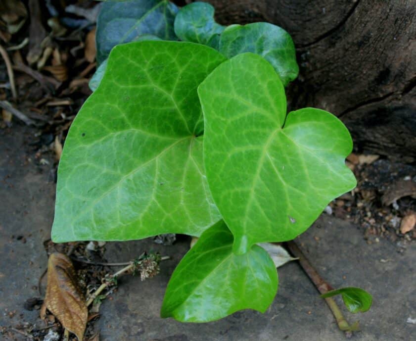 heart-shaped ivy