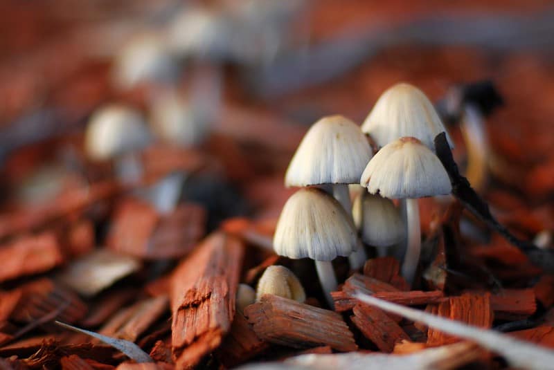Mushrooms in mulch
