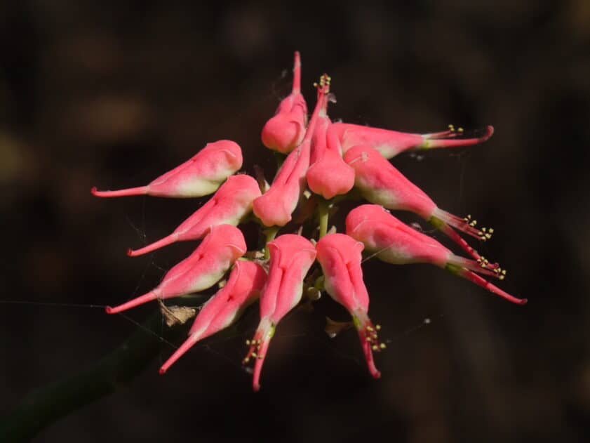 Pink 'slippers' of redbird cactus
