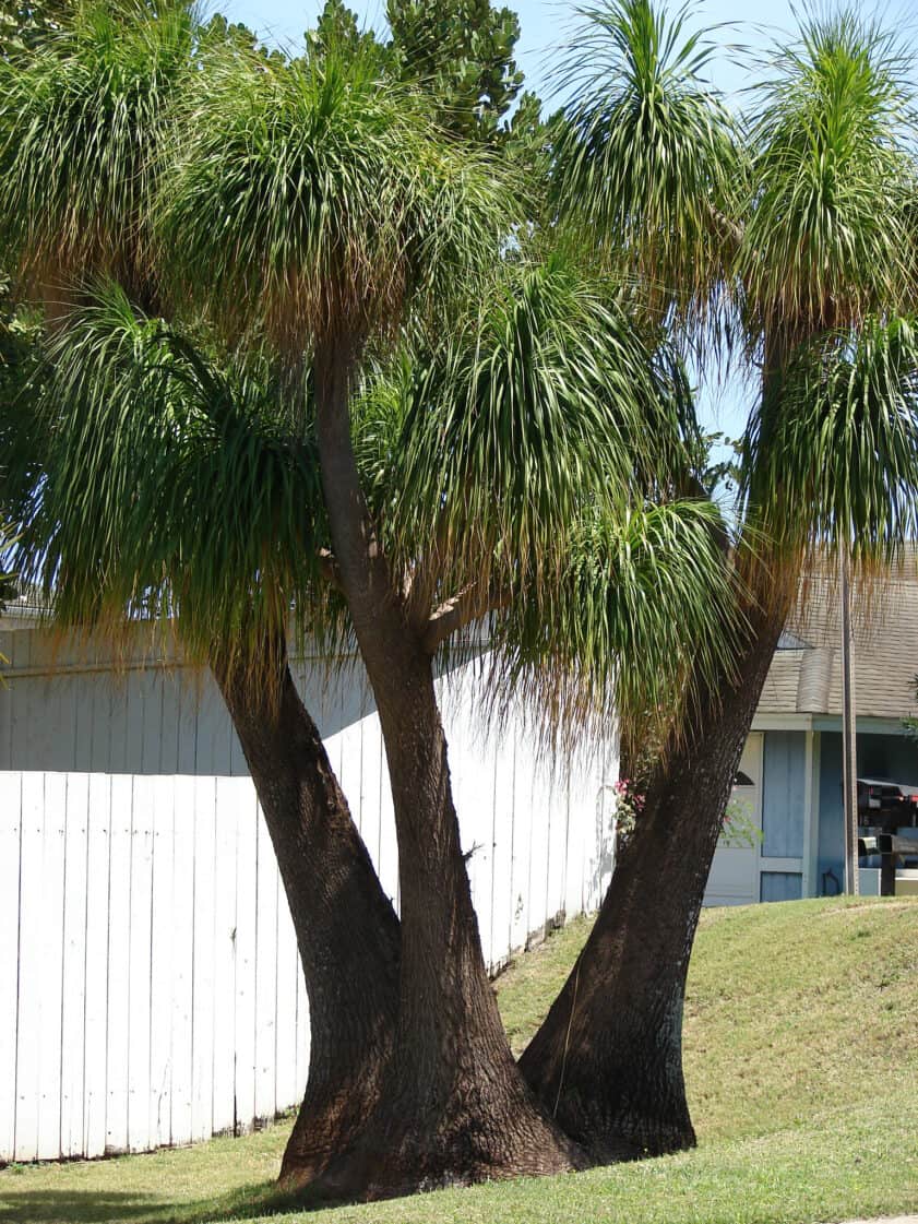 ponytail palm
