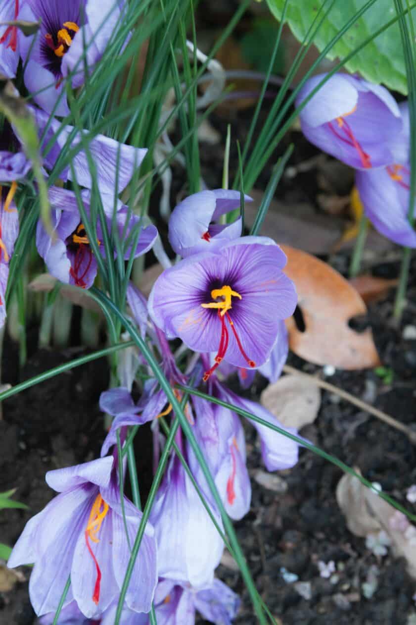 Saffron plants