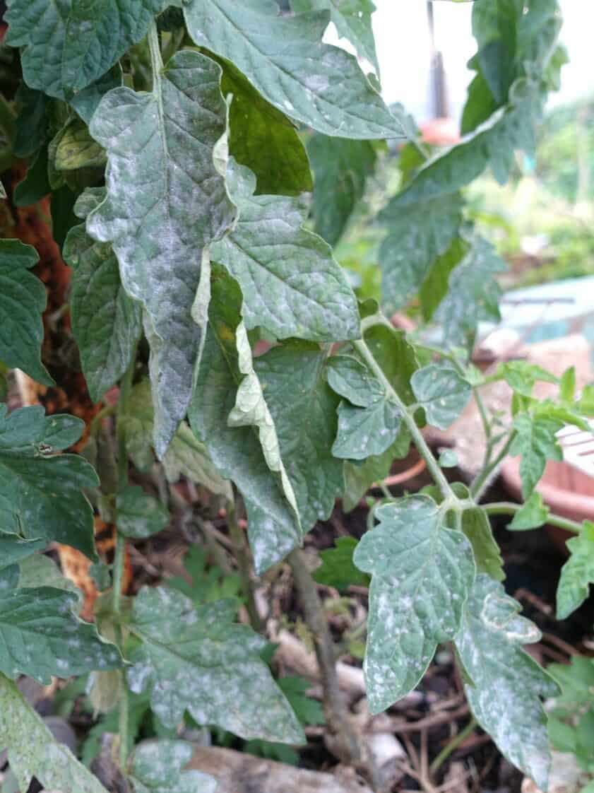 Severe powdery mildew infestation on tomato plant