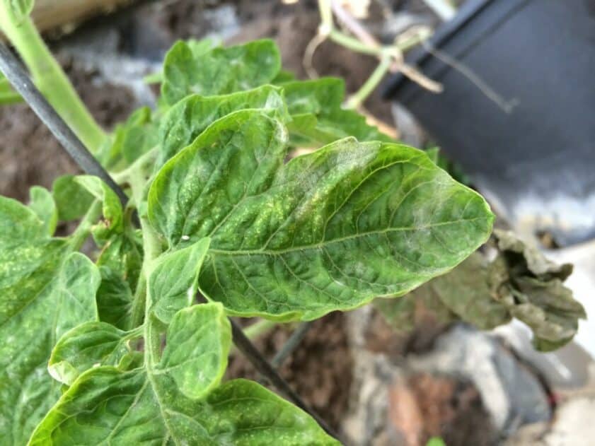 white spots on tomato leaves
