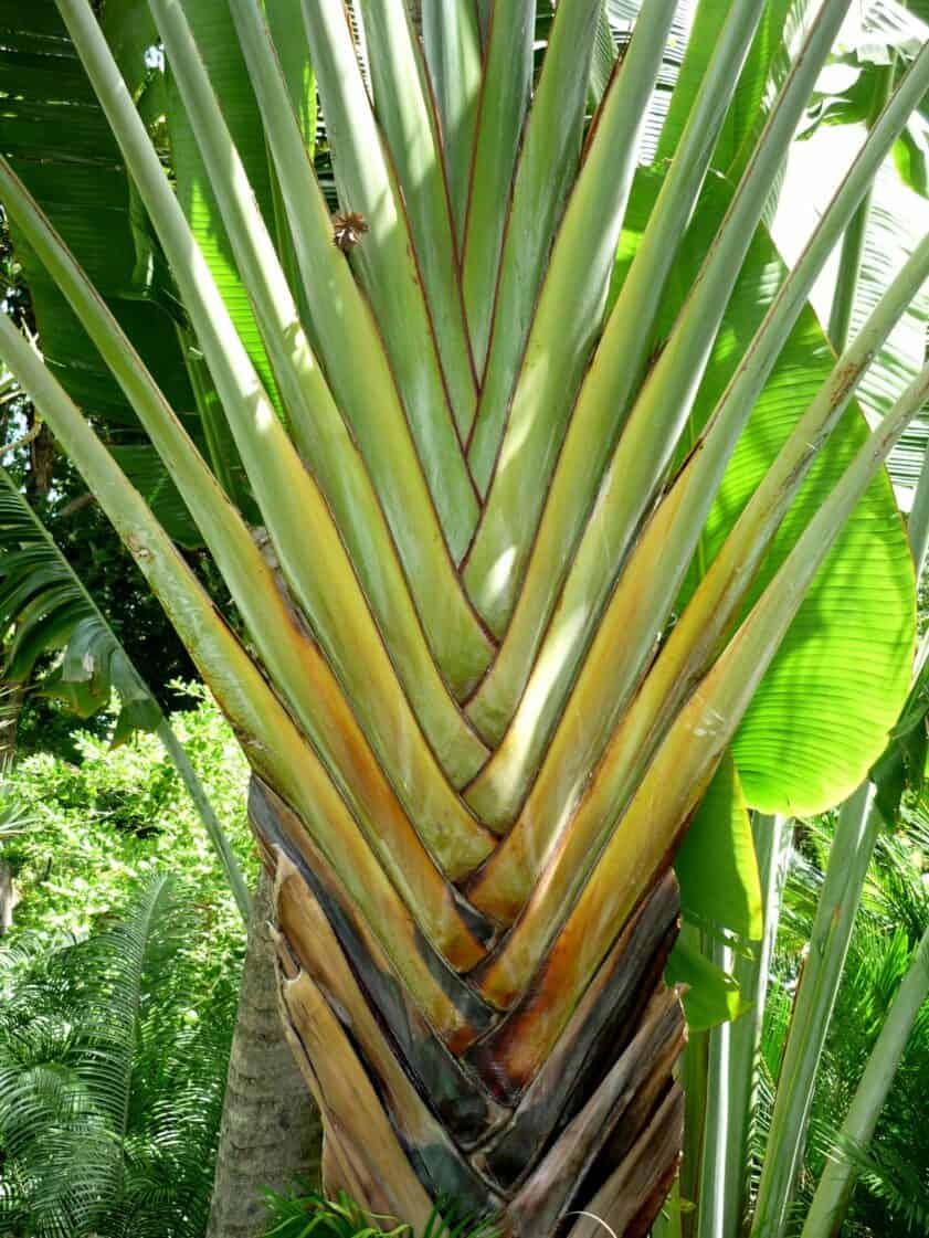 stalks of traveler's palm
