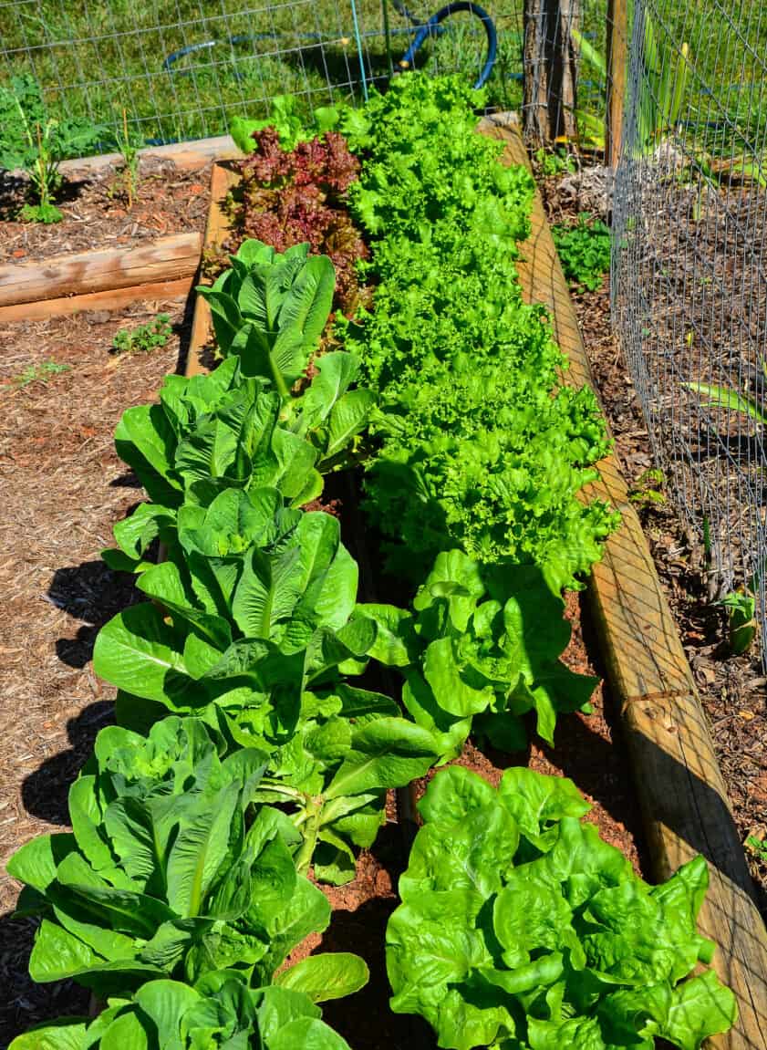 rows of lettuce
