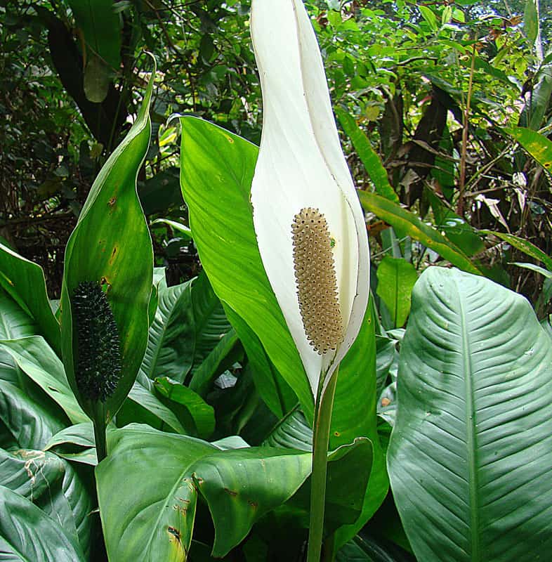 huge peace lily