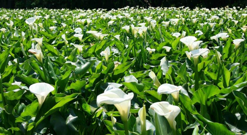 a field of white calla lilies
