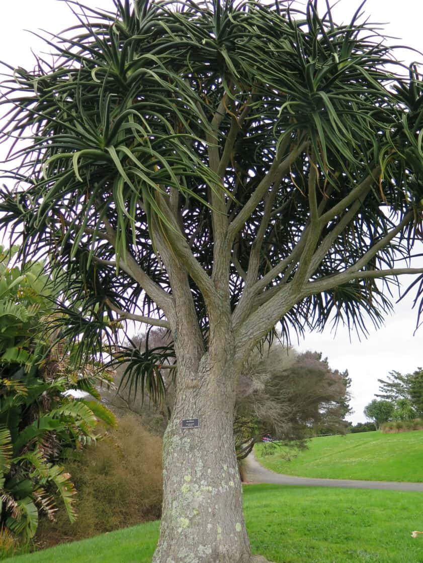aloe tree