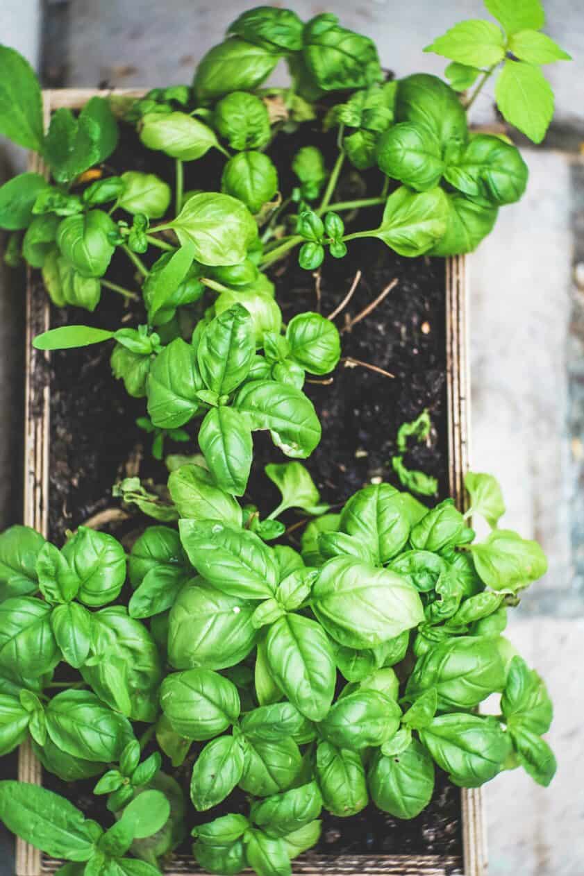 Basil growing in a bed
