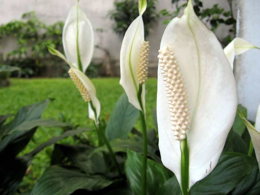 big spathes of peace lily