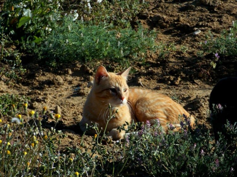 Cat on a garden soil