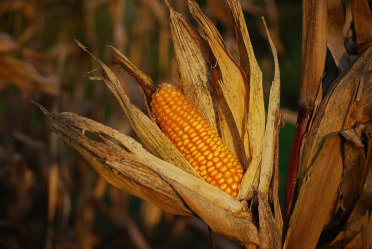 Corn on the plant
