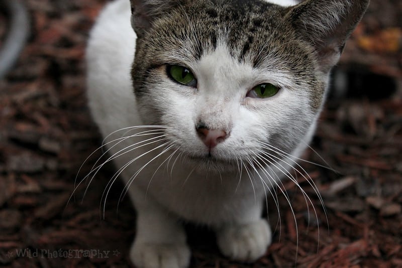 Green-eyed kitty on a mulch