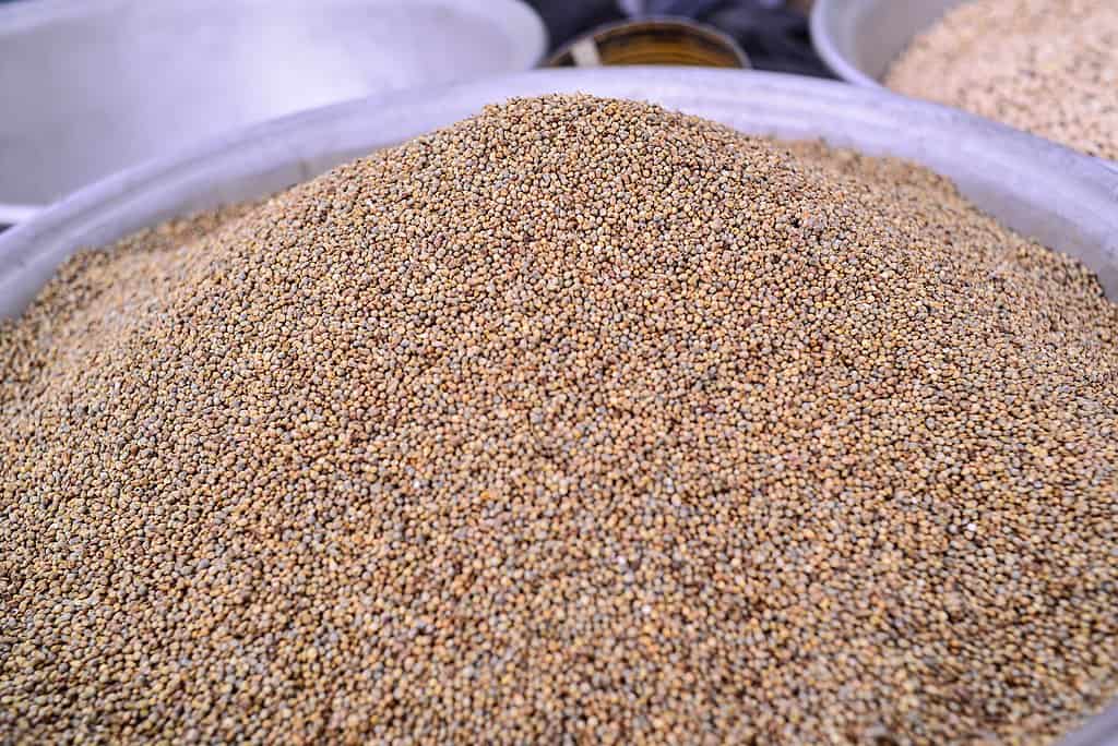 How To Grow Millet? Easy Way To Garden