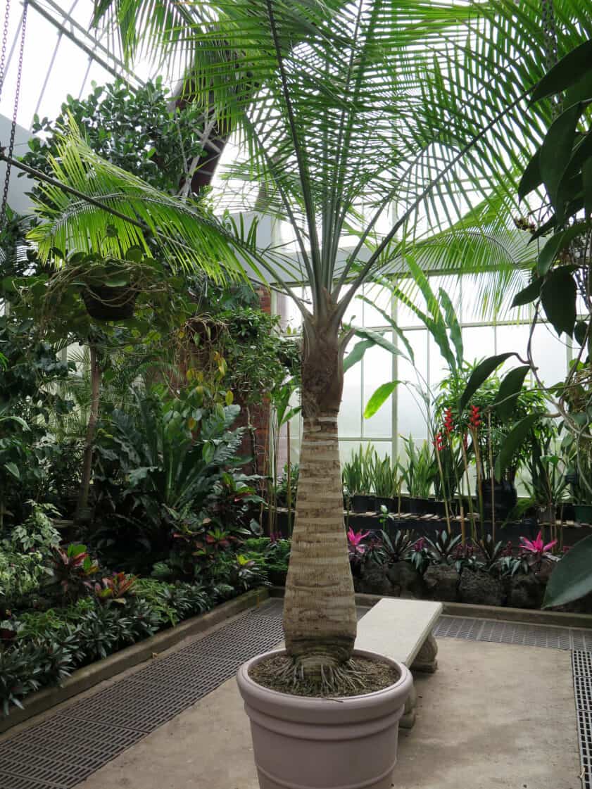 mature majesty palm indoors